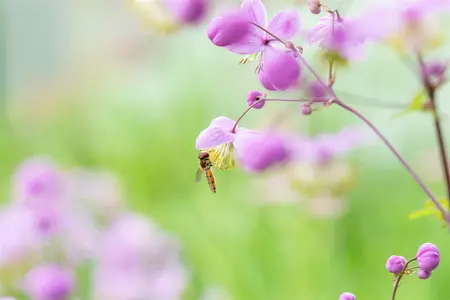 Thalictrum rochebrunianum - P13 - image 3