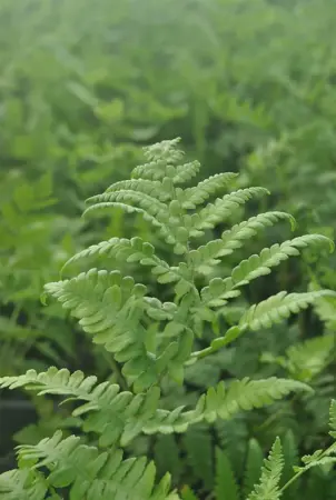 Thelypteris palustris - P9