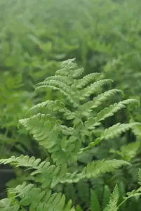 Thelypteris palustris