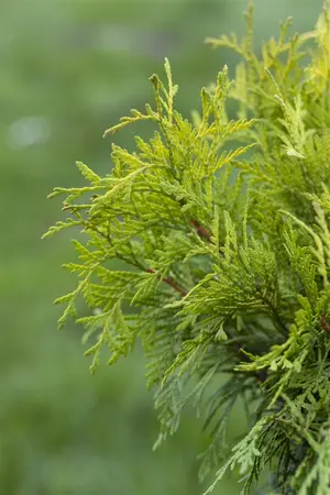 THUJA o GOLDEN GLOBE 3L - image 3
