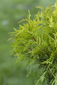 THUJA o GOLDEN GLOBE 3L - image 3