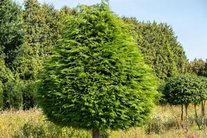 THUJA o GOLDEN GLOBE 3L - image 4
