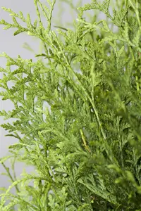 THUJA o BRABANT 15L - image 2