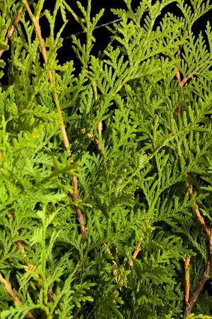 THUJA o BRABANT 15L - image 4