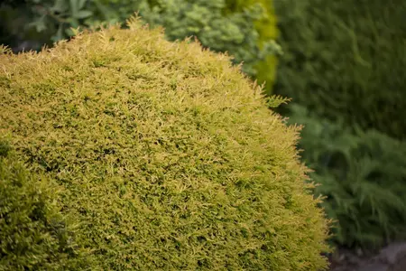 THUJA o.RHEINGOLD 3L - image 1