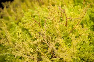THUJA o.RHEINGOLD 3L - image 3