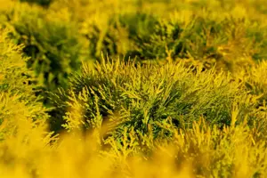 Thuja occ. 'Amber Glow' - 20-25 CM C3 - image 2