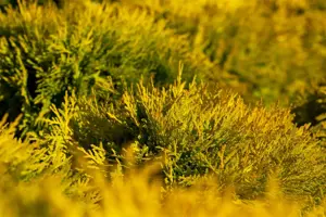 Thuja occ. 'Amber Glow' - 20-25 CM C3 - image 2