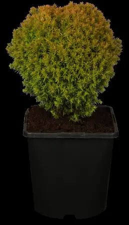 Thuja occ. 'Anniek'? - 15-20 CM C2.5