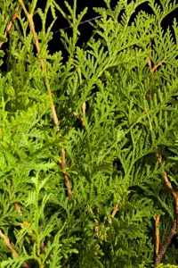 Thuja occ. 'Brabant' - 160-180 CM C12 - image 4