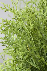 Thuja occ. 'Brabant' - SOLITAIR 300-350 CM RB - image 2