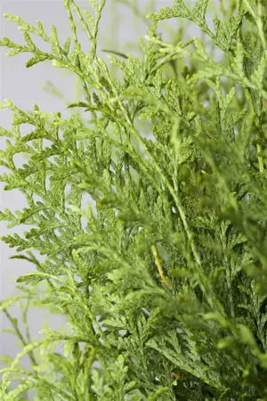 Thuja occ. 'Brabant' - SOLITAIR 550-600 CM RB - image 2