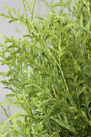 Thuja occ. 'Brabant' - 180-200 CM RB - image 2