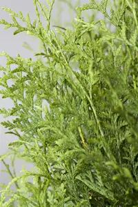 Thuja occ. 'Brabant' - STD 16-18 CM CONT - image 5
