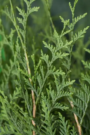 Thuja occ. 'Brabant' - STD 16-18 CM CONT    - image 3