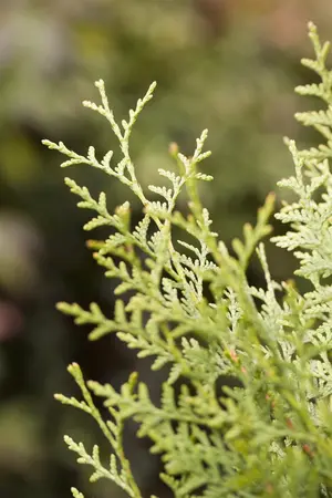 Thuja occ. 'Brabant' - STD 16-18 CM CONT    - image 4