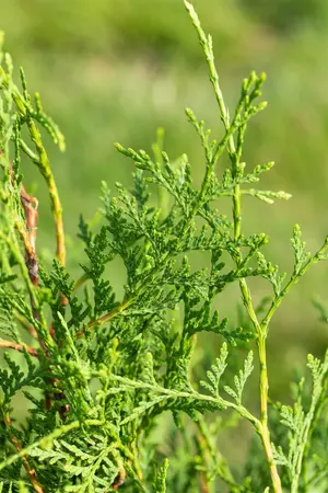 Thuja occ. 'Brabant' - STD 16-18 CM CONT    - image 5