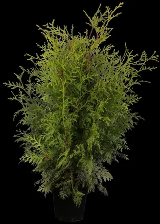 Thuja occ. 'Brabant' - 60-80 CM RB - image 1