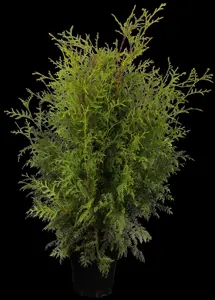 Thuja occ. 'Brabant' - 160-180 CM C12 - image 1