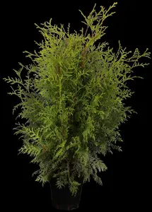 Thuja occ. 'Brabant' - 180-200 CM RB - image 1