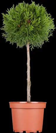 Thuja occ. 'Brabant' - 160-180 CM C12 - image 3