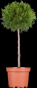 Thuja occ. 'Brabant' - 160-180 CM C12 - image 3