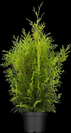 Thuja occ. 'Brabant' - 160-180 CM C12 - image 5
