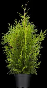 Thuja occ. 'Brabant' - 160-180 CM C12 - image 5