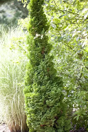 Thuja occ. 'Brobecks Tower' - 50-60 CM C7.5 - image 2