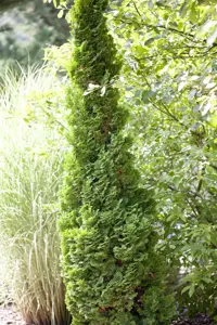 Thuja occ. 'Brobecks Tower' - 50-60 CM C7.5 - image 2
