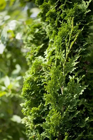 Thuja occ. 'Brobecks Tower' - 50-60 CM C7.5 - image 3