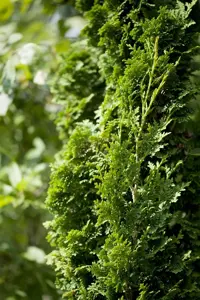 Thuja occ. 'Brobecks Tower' - 50-60 CM C7.5 - image 3