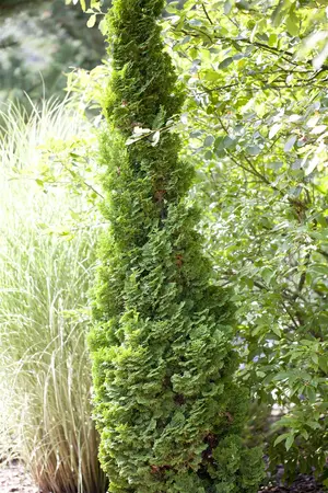 Thuja occ. 'Brobecks Tower' - 60-70 CM C10 - image 1