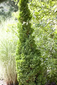 Thuja occ. 'Brobecks Tower' - 60-70 CM C10 - image 1