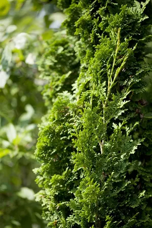 Thuja occ. 'Brobecks Tower' - 60-70 CM C10 - image 2