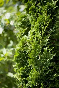 Thuja occ. 'Brobecks Tower' - 60-70 CM C10 - image 2