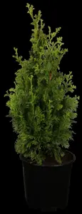 Thuja occ. 'Brobecks Tower'