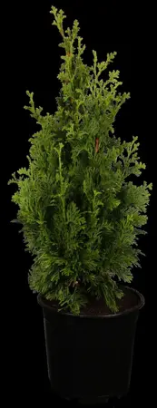 Thuja occ. 'Brobecks Tower' - 50-60 CM C7.5 - image 1
