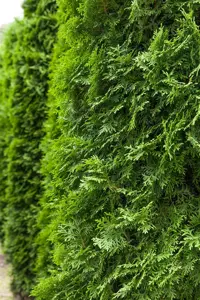 Thuja occ. 'Columna'