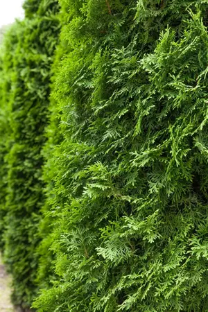 Thuja occ. 'Columna' - LINERS 18 CEL TRAY P10,5 SIZE - image 1