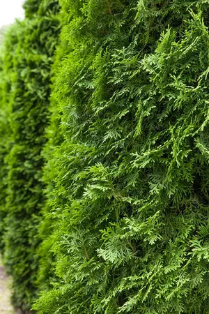 Thuja occ. 'Columna' - P9