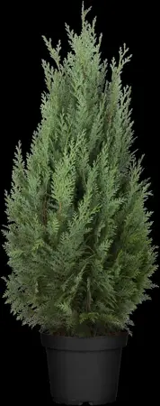 Thuja occ. 'Columna' - LINERS 18 CEL TRAY P10,5 SIZE - image 3