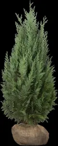 Thuja occ. 'Columna' - LINERS 18 CEL TRAY P10,5 SIZE - image 5