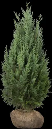 Thuja occ. 'Columna' - 20-25 CM P9 - image 5