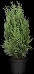 Thuja occ. 'Columna' - LINERS 18 CEL TRAY P10,5 SIZE - image 4