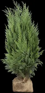 Thuja occ. 'Columna' - LINERS 18 CEL TRAY P10,5 SIZE - image 2