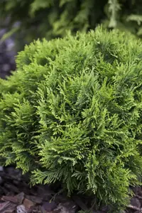Thuja occ. 'Danica' - 30-40 CM RB - image 5