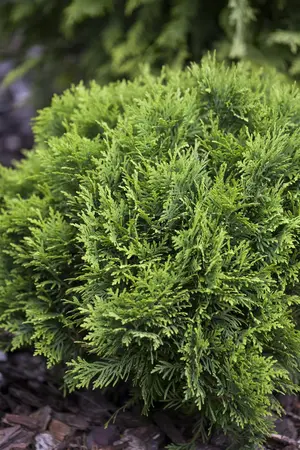Thuja occ. 'Danica' - 60-80 CM C25 - image 2