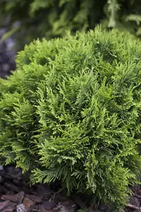 Thuja occ. 'Danica' - 60-80 CM C25 - image 2
