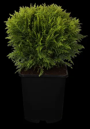 Thuja occ. 'Danica' - 3 Ltr pot - image 2